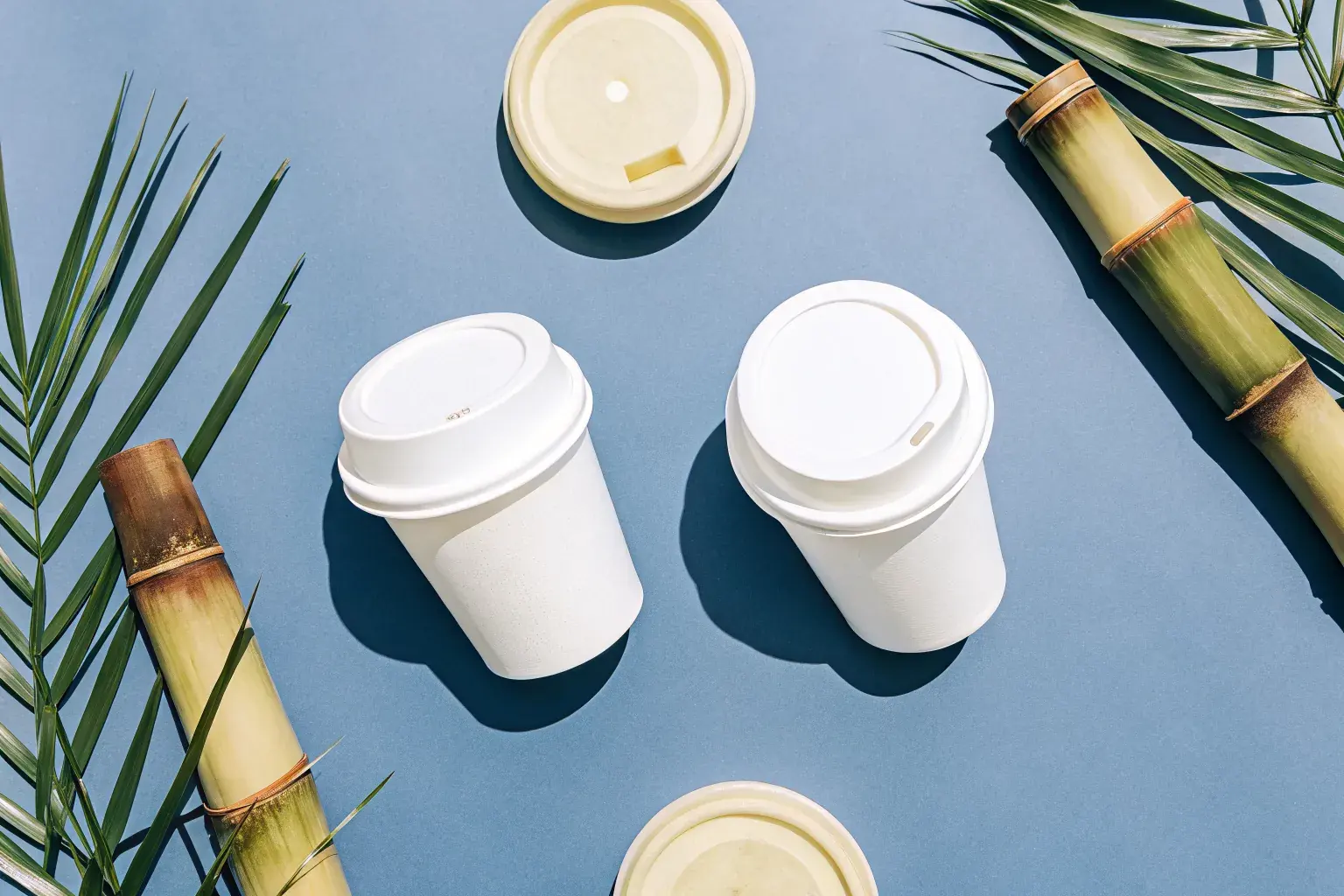 PHA biodegradable cups with sugarcane stalks and tropical palm leaves — plant-based cups and lids that biodegrade in marine and soil environments